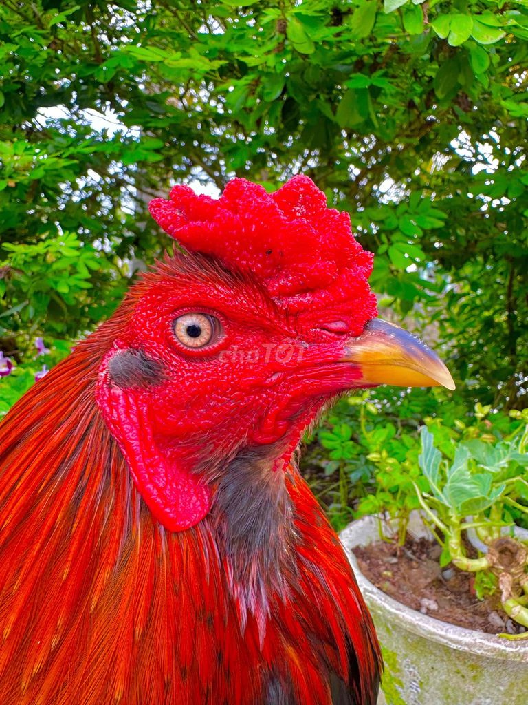 🍀điều râu 3k3 mẻ sịn. Mua bán Gà tại Thành phố Ngã Bảy Hậu Giang được đăng bởi TRẠI GÀ TẤN PHÁT 68 hình 1