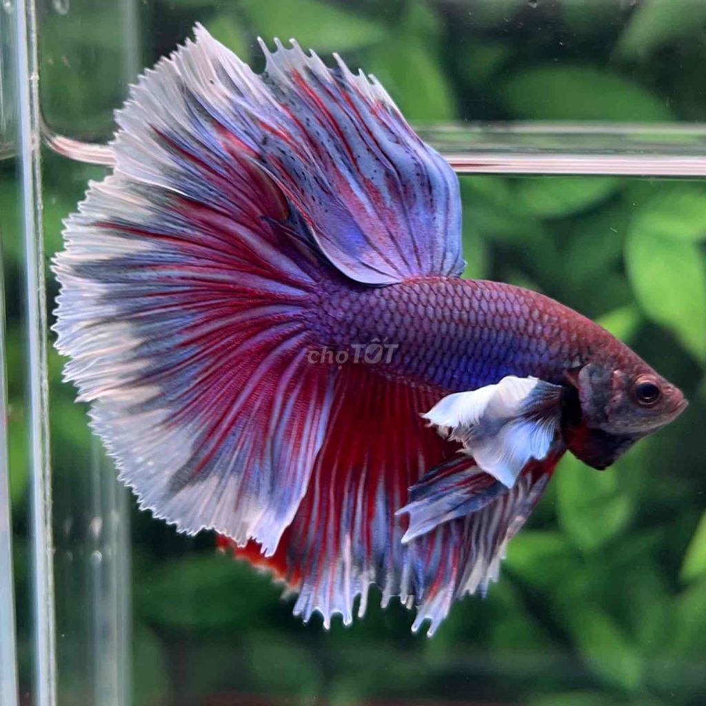 cá Betta Dumbo Halfmoon. Mua bán Thú cưng khác tại Huyện Hóc Môn Tp Hồ Chí Minh được đăng bởi Cậu Ba Betta  hình 2