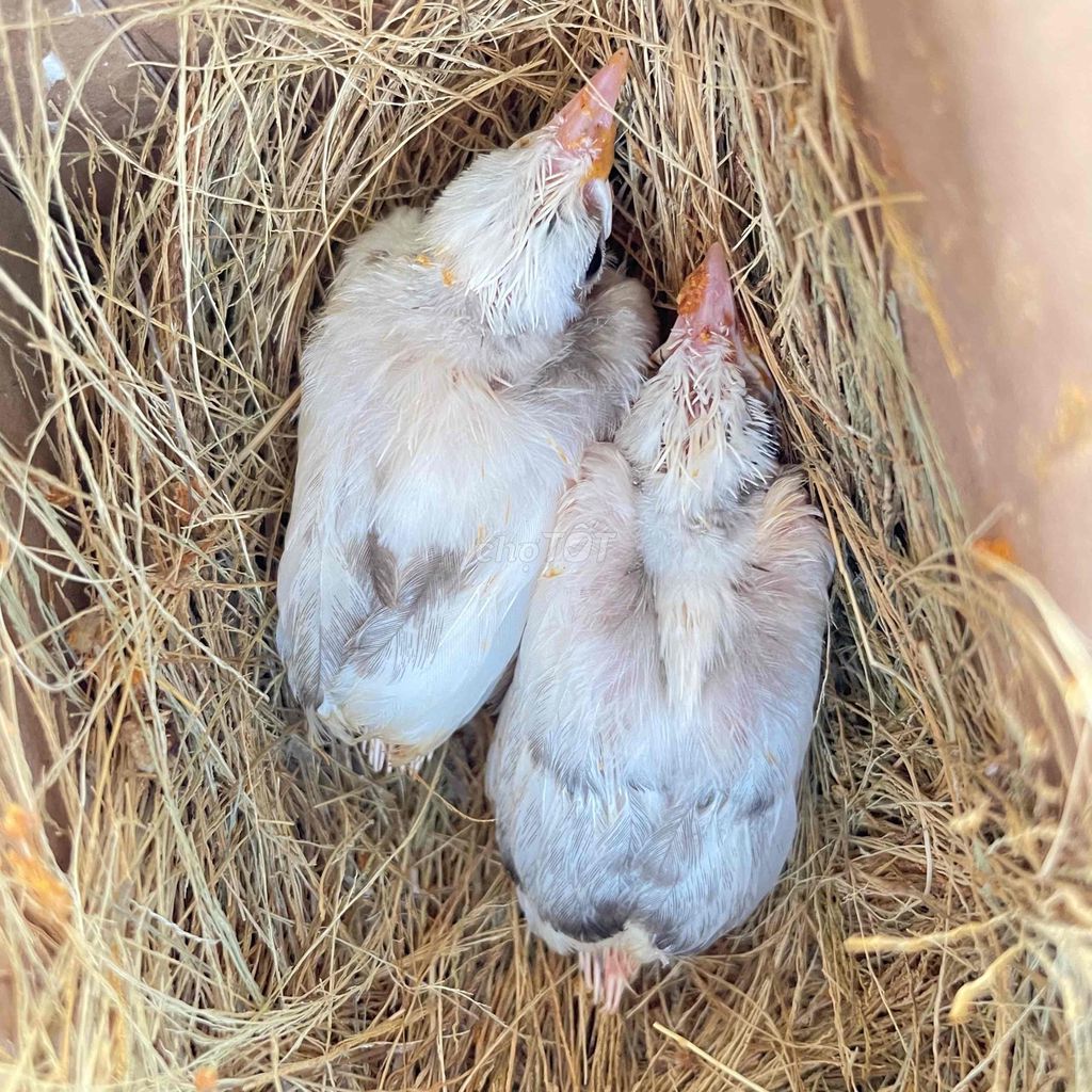 Chim Bạch lem gen đại Trắng. Mua bán Chim tại Huyện Vĩnh Cửu Đồng Nai được đăng bởi choixongdong hình 1