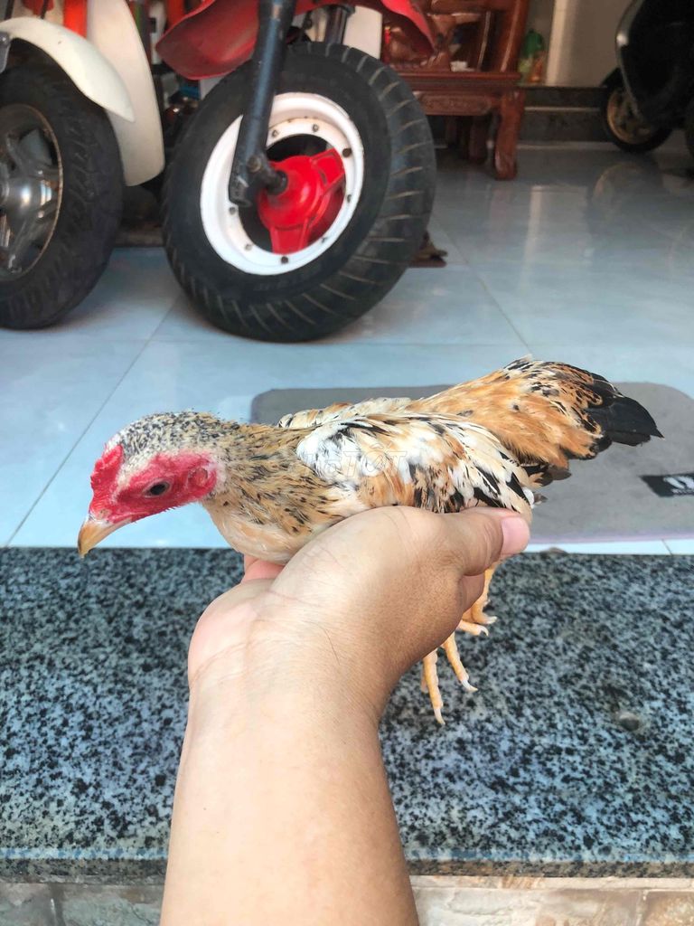 Gà nhiều màu. Mua bán Gà tại Huyện Nhà Bè Tp Hồ Chí Minh được đăng bởi LÊ VĂN GIÀU hình 1