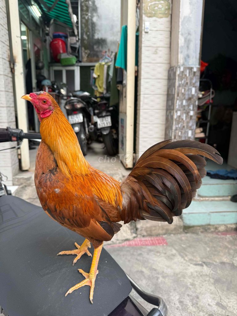 simon asil. Mua bán Gà tại Quận 8 Tp Hồ Chí Minh được đăng bởi Tấn Sang hình 1