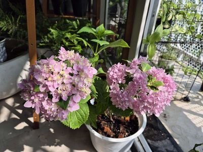 Chậu cẩm tú cầu nhiệt đới hoa hồng. Mua bán Cây cảnh, đồ trang trí tại Thành phố Thủ Đức Tp Hồ Chí Minh được đăng bởi Khánh Dương