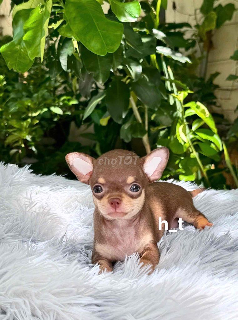 Chó Chihuahua Mini Choco-tan. Mua bán Chó tại Quận Bình Tân Tp Hồ Chí Minh được đăng bởi huỳnh thật  hình 1