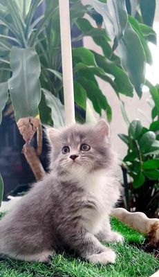 2 đồng 1 mớ buồn phiền-Chi thử 2tr tậu mèo xinh đi