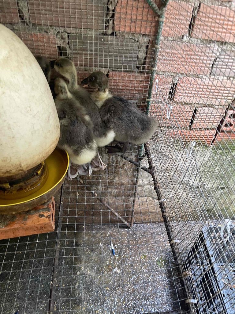 Ngỗng sư tử 6 con 3 trống 3 mái khỏe mạnh. Mua bán Thú cưng khác tại Thành phố Dĩ An Bình Dương được đăng bởi Cỏ Dại  hình 1