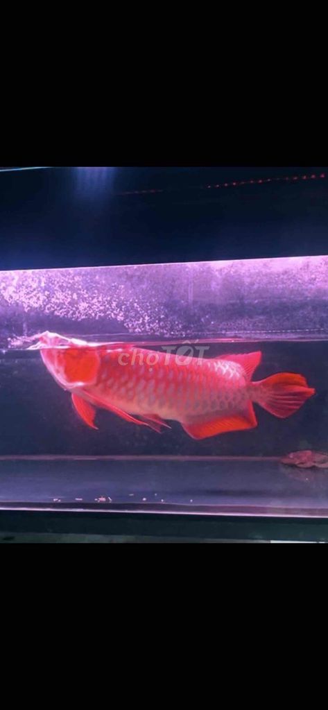 Cá Rồng Đỏ 50 cm. Mua bán Thú cưng khác tại Thành phố Thủ Đức Tp Hồ Chí Minh được đăng bởi Ng Linh hình 1