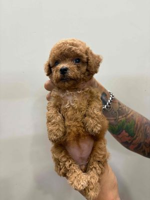 Poodle thuần chủng