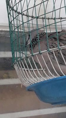 Cu gáy Malaysia. Mua bán Chim tại Quận Gò Vấp Tp Hồ Chí Minh được đăng bởi Khoi