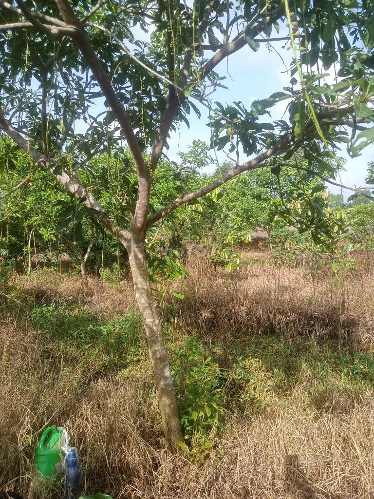 Lộc vừng. Mua bán Cây cảnh, đồ trang trí tại Huyện Châu Thành Đồng Tháp được đăng bởi  hiền nth hình 4