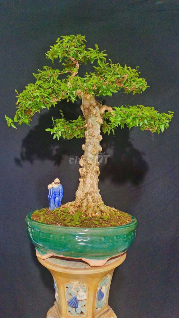 Cây cảnh Mai Chiếu Thủy 70cm hoa thơm. Mua bán Cây cảnh, đồ trang trí tại Huyện Hóc Môn Tp Hồ Chí Minh được đăng bởi Xuân Quang 55 hình 1