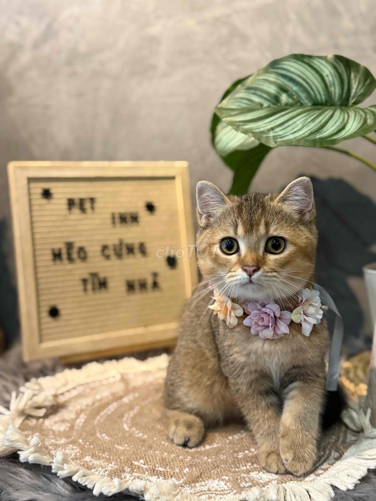 Mèo Anh lông ngắn Black golden cái 3.5 tháng. Mua bán Mèo tại Thành phố Thủ Đức Tp Hồ Chí Minh được đăng bởi Liên Lâm hình 1