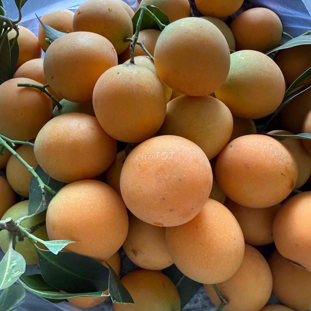 Thanh trà nhà trồng ngọt to tròn. Mua bán Đồ ăn, thực phẩm và các loại khác tại Huyện Đất Đỏ Bà Rịa - Vũng Tàu được đăng bởi Vũ Đình Phong hình 1
