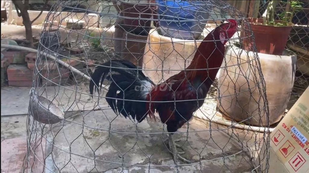 Gà chọi Việt Lai Xanh Dâu 3.8kg Zin 100%. Mua bán Gà tại Huyện Châu Phú An Giang được đăng bởi Nguyễn Khang hình 1