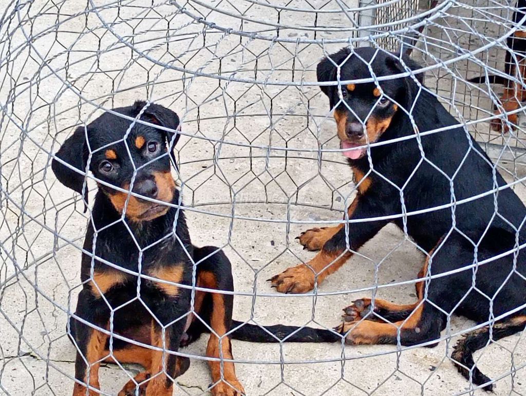 Chó Rottweiler Đen vàng Cả hai. Mua bán Chó tại Huyện Nhà Bè Tp Hồ Chí Minh được đăng bởi Nhân Rottweiler  hình 1