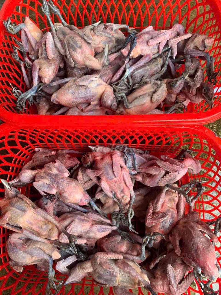 Tu hú (200k/1 con). Mua bán Đồ ăn, thực phẩm và các loại khác tại Thành phố Thuận An Bình Dương được đăng bởi Minh hình 2