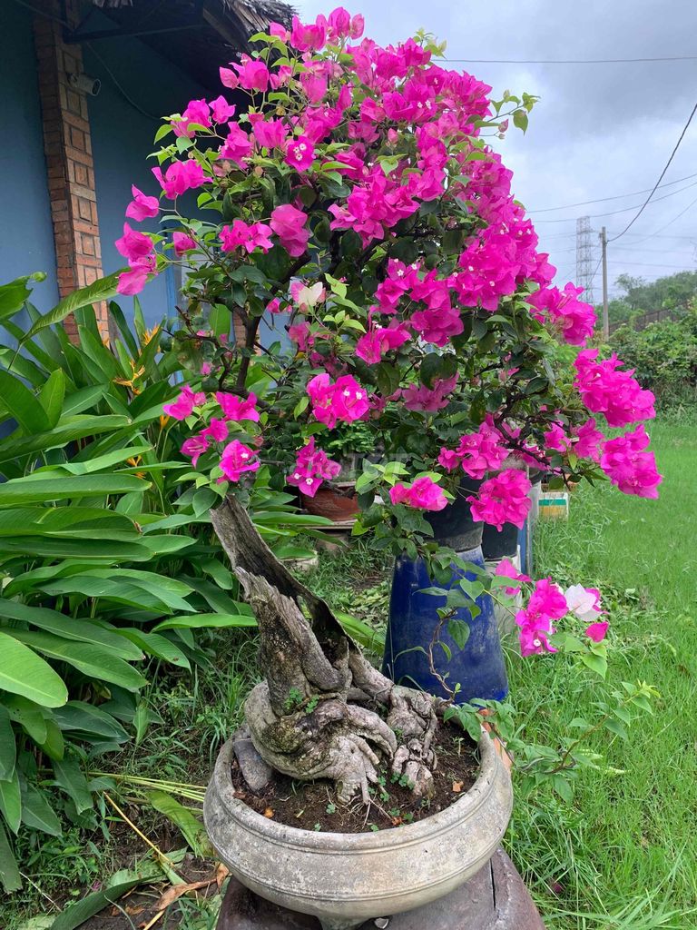 Tp Giấy văn nhân lũa thép già cây. Mua bán Cây cảnh, đồ trang trí tại Thành phố Thủ Đức Tp Hồ Chí Minh được đăng bởi Bonsai Quang Châu  hình 1
