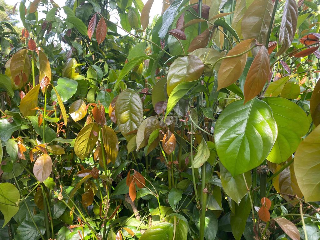 Rau bép (nhíp) sạch an toàn. Mua bán Đồ ăn, thực phẩm và các loại khác tại Huyện Đức Trọng Lâm Đồng được đăng bởi Nguyễn lê Phong hình 1