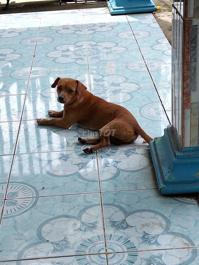 Chim cảnh trống màu Nâu không tật lỗi. Mua bán Chim tại Huyện Bình Chánh Tp Hồ Chí Minh được đăng bởi Nhân Đinh  hình 1