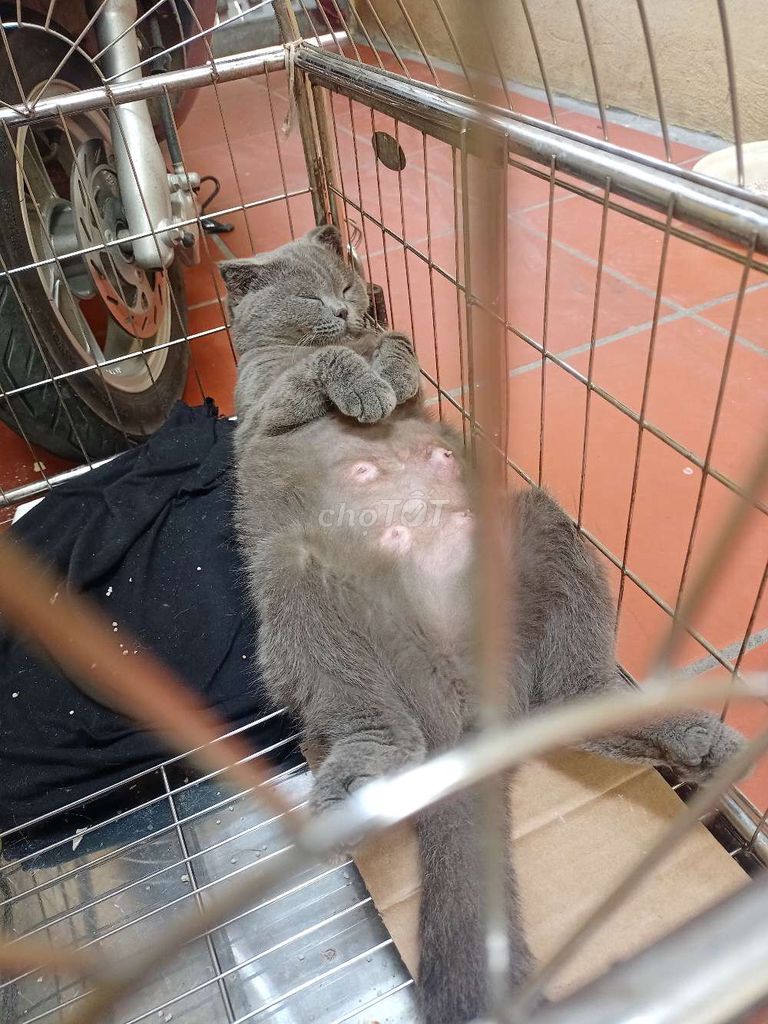 Mèo ALN cái đã tiêm phòng. Mua bán Mèo tại Thành phố Bắc Ninh Bắc Ninh được đăng bởi Huyền Nguyễn hình 1