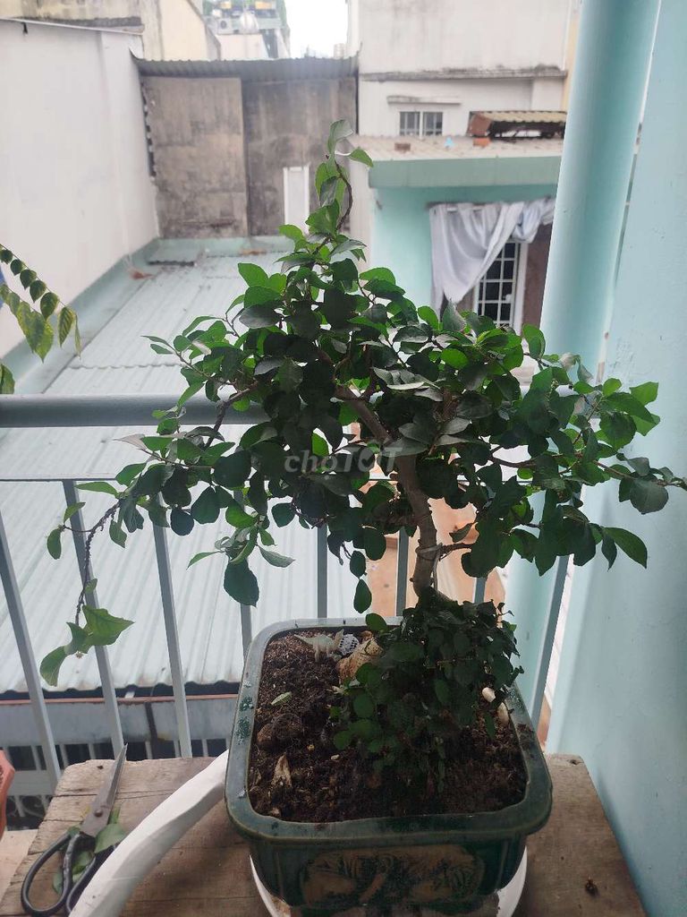 cây hoàng Anh mộc . Mua bán Cây cảnh, đồ trang trí tại Quận 1 Tp Hồ Chí Minh được đăng bởi tú hình 1