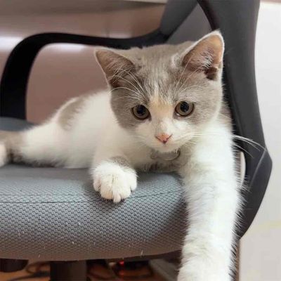 TÌM CHỦ MỚI CHO MÈO ALN XINH. Mua bán Mèo tại Quận Đống Đa Hà Nội được đăng bởi Nguyễn Gia Linh