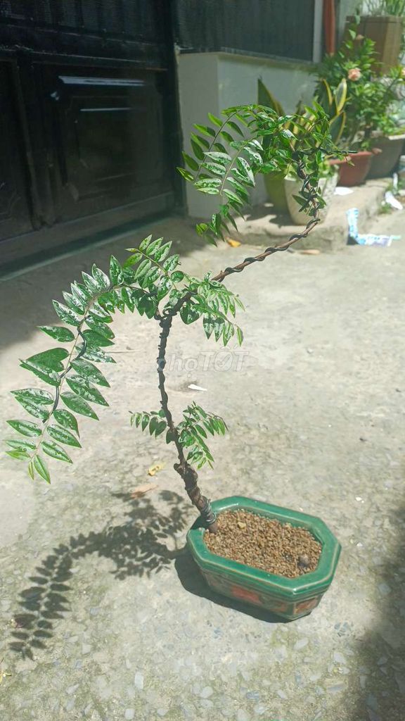 Cây cảnh Muội hồng lá nhỏ Ninh Bình. Mua bán Cây cảnh, đồ trang trí tại Huyện Bình Chánh Tp Hồ Chí Minh được đăng bởi  Le Hoang Anh hình 1