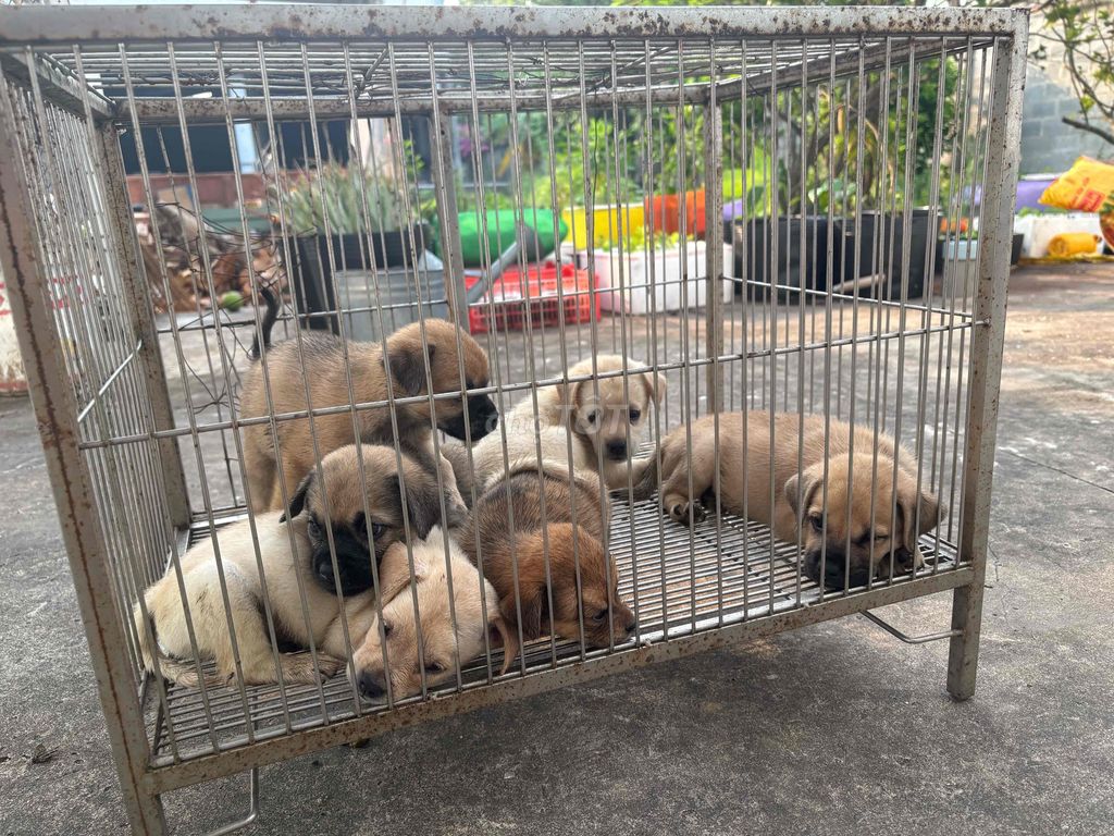 Chó pug lai cỏ. Mua bán Chó tại Huyện Củ Chi Tp Hồ Chí Minh được đăng bởi Ms Nhi  hình 1
