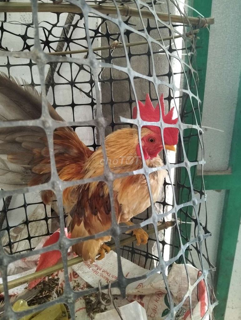 Gà trống Nâu vàng Khỏe mạnh. Mua bán Gà tại Thị xã Bình Minh Vĩnh Long được đăng bởi hoang Nam hình 1
