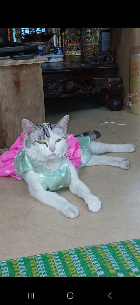 Mèo con Trắng Đen Nâu. Mua bán Mèo tại Quận Bình Thạnh Tp Hồ Chí Minh được đăng bởi Vân hình 1