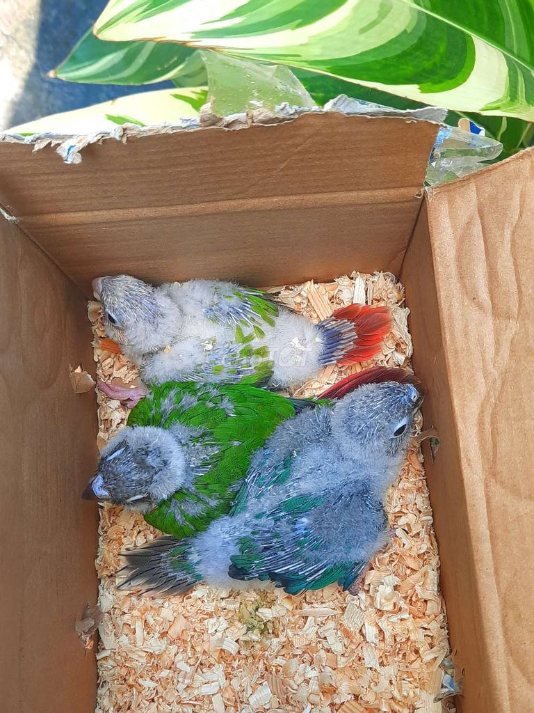 Vẹt Greencheck Baby Đủ màu. Mua bán Chim tại Quận Gò Vấp Tp Hồ Chí Minh được đăng bởi Chim cảnh sài gòn hình 1