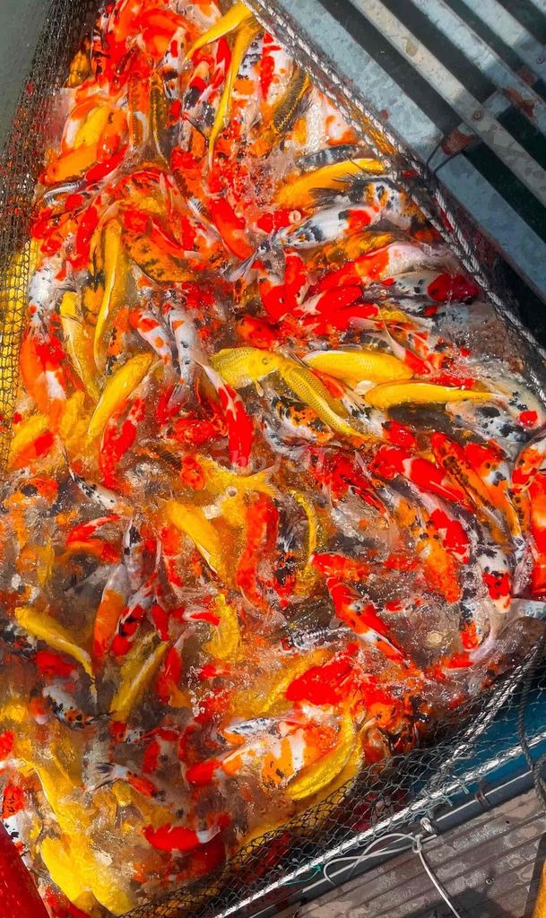 Cá Koi. Mua bán Thú cưng khác tại Thành phố Thủ Đức Tp Hồ Chí Minh được đăng bởi Nguyen Sang hình 1