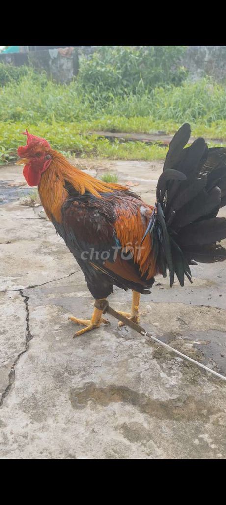 Gà nòi Thái Mỹ tơ 6 tháng #46 . Mua bán Gà tại Huyện Châu Thành Long An được đăng bởi Phuc Ga My hình 1