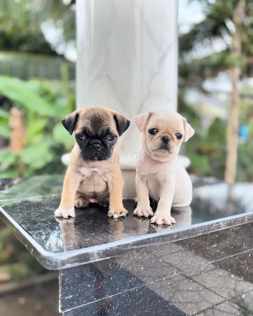 Pug mặt xệ đáng yêu