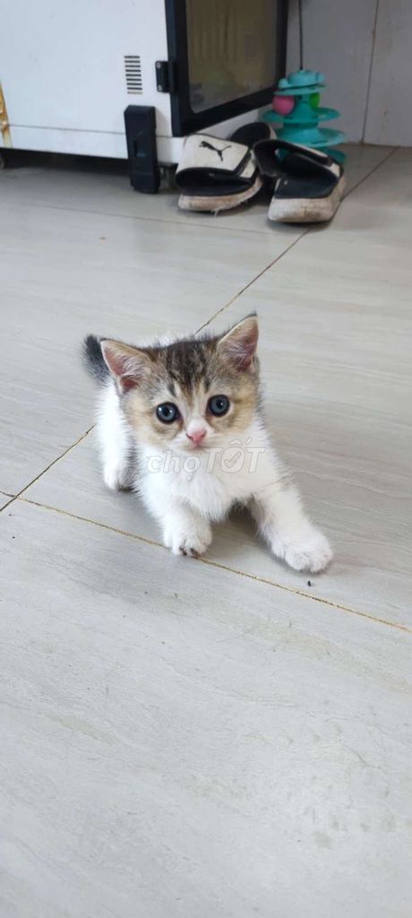 Ở đây có nhỏ mèo lùn cái. Mua bán Mèo tại Thành phố Thủ Đức Tp Hồ Chí Minh được đăng bởi Thanh Liêm hình 2