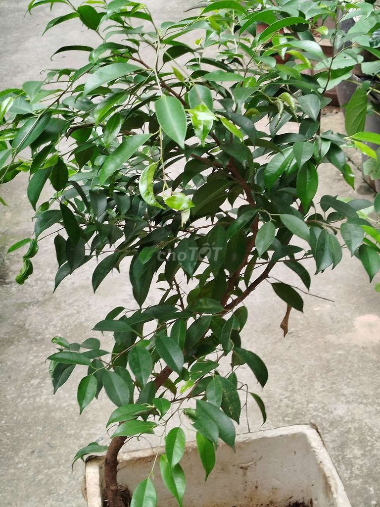Cây cảnh cao 120cm. Mua bán Cây cảnh, đồ trang trí tại Quận Hoàng Mai Hà Nội được đăng bởi Nguyễn Minh Thoa hình 1
