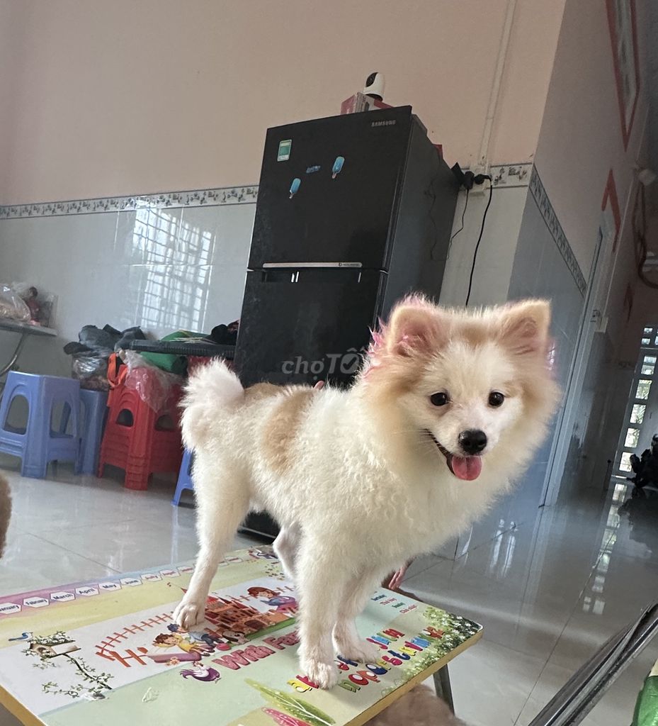 Chó Phốc Sóc Trắng vàng kem đã tiêm phòng. Mua bán Chó tại Thành phố Bến Tre Bến Tre được đăng bởi nhi hình 1