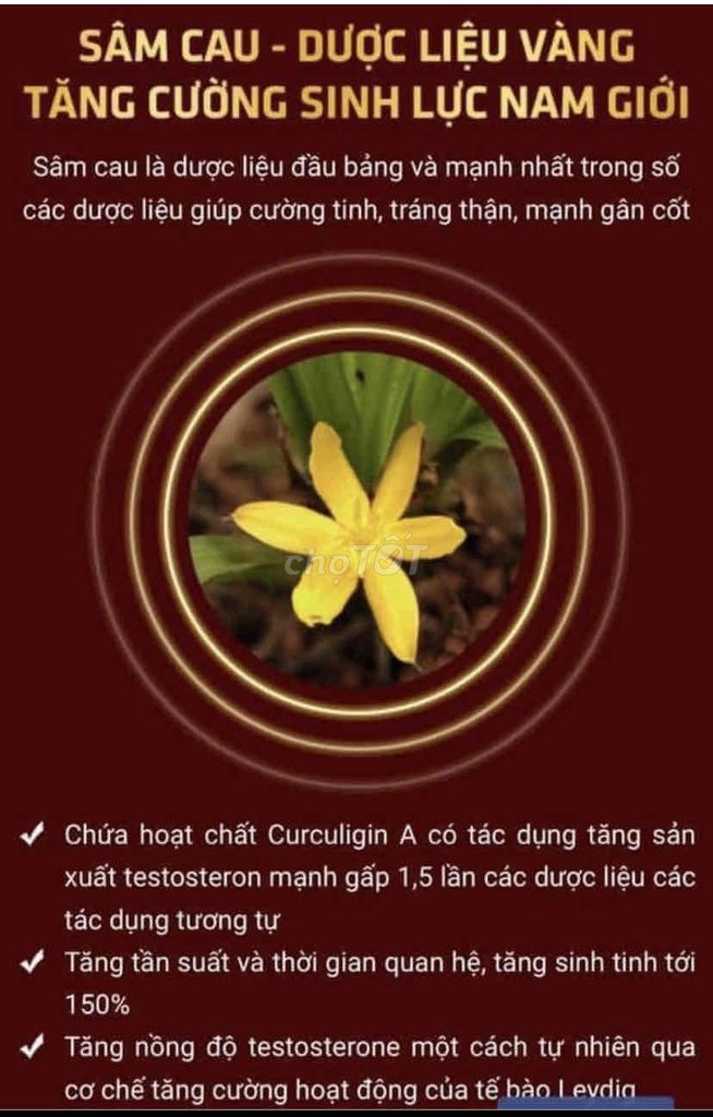 sâm cau -dùng tốt cho SK