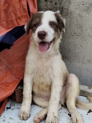 Chó betge lai husky