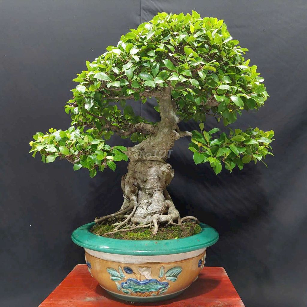 Cây si búp hồng bonsai cao 72cm