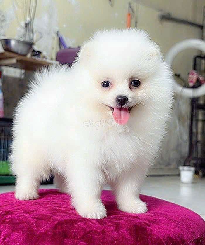 Chó Phốc Sóc Trắng 2 tháng đã tiêm phòng. Mua bán Chó tại Quận 6 Tp Hồ Chí Minh được đăng bởi Thomnguyen hình 1
