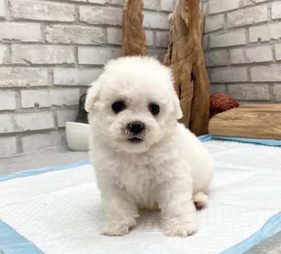 Poodle Trắng Tiny Cao Cấp