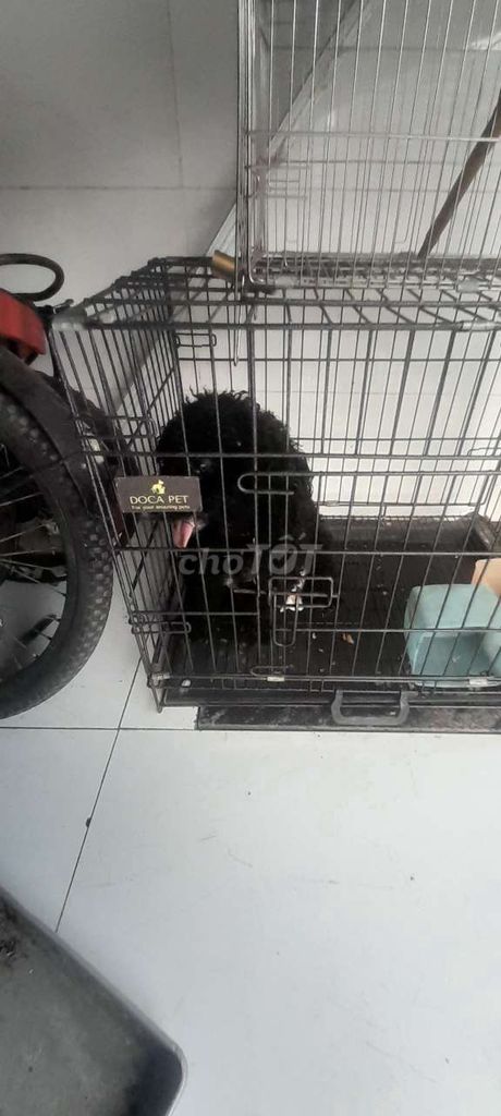 Chó Poodle đực màu Đen. Mua bán Chó tại Huyện Vĩnh Cửu Đồng Nai được đăng bởi MrBin hình 1