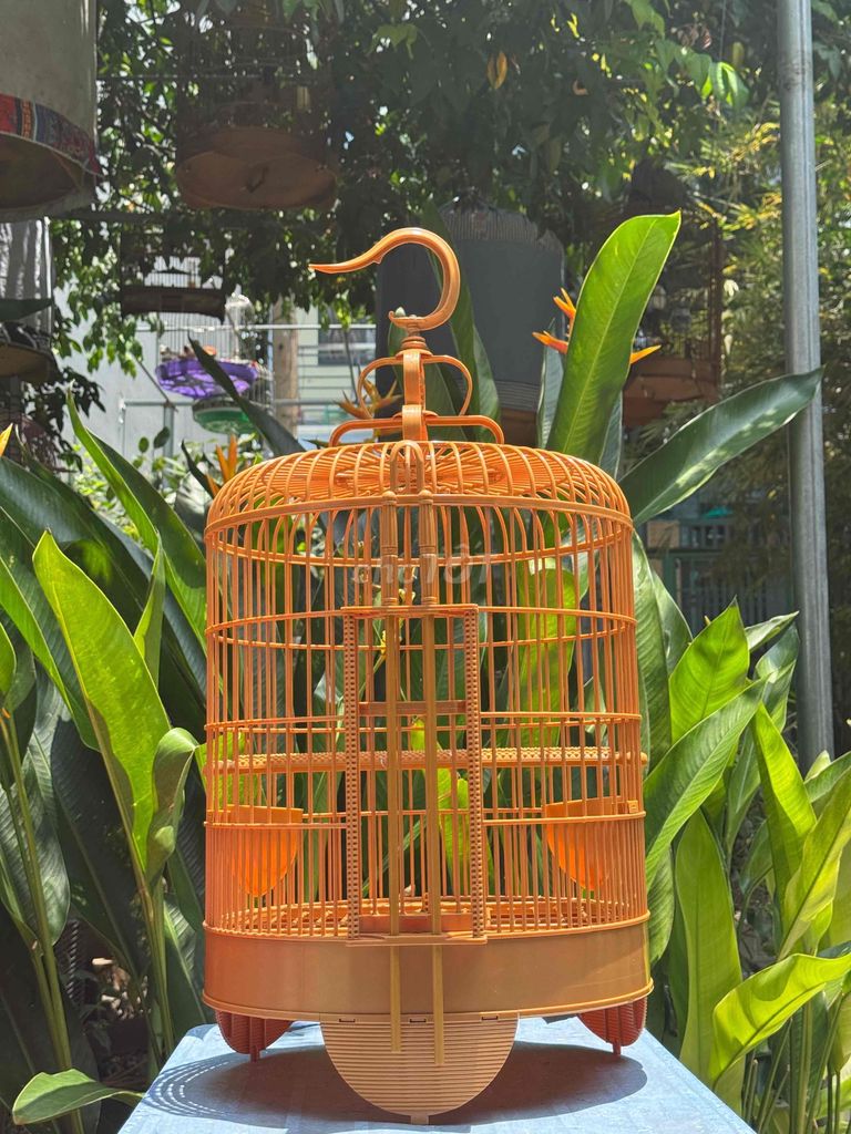 Lồng Mi Nhựa Tàu. Mua bán Phụ kiện, Thức ăn, Dịch vụ tại Quận Gò Vấp Tp Hồ Chí Minh được đăng bởi Khoa Trần hình 1