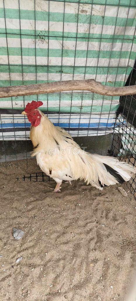 Gà Trắng 2.9kg. Mua bán Gà tại Huyện Cờ Đỏ Cần Thơ được đăng bởi Cát Bụi Là Ta hình 1