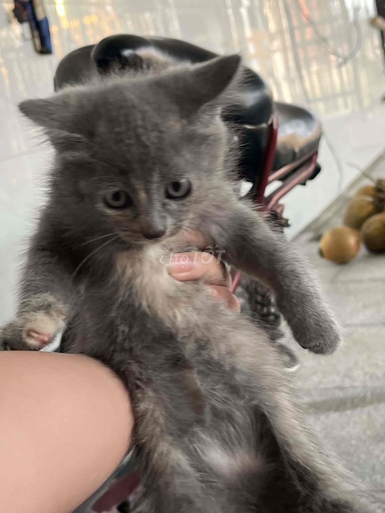 Mèo tai cụp 2 tháng tuổi. Mua bán Mèo tại Huyện Gò Dầu Tây Ninh được đăng bởi Trí Thông hình 1