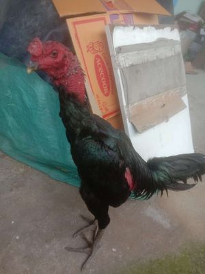 Gà ô tơ 2.9kg (xổ đá hư mắt gà người ta có clip). Mua bán Gà tại Huyện Củ Chi Tp Hồ Chí Minh được đăng bởi Dương Thai Vu