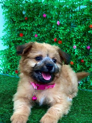 Phốc sóc F siêu cưng