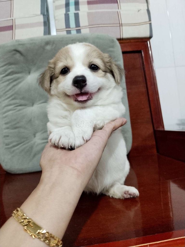 Bé corgi nhỏ nhắn xinh xắn đáng yêu