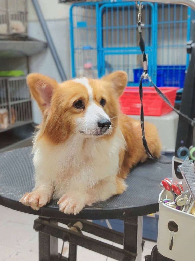 Bé cogri cái lông dài tìm nhà mới ạ. Mua bán Chó tại Quận 8 Tp Hồ Chí Minh được đăng bởi khoai pet shop tp bến tre  hình 1