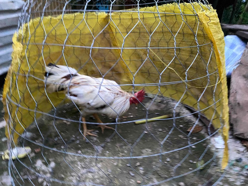 gà 3kg. Mua bán Gà tại Thành phố Hồng Ngự Đồng Tháp được đăng bởi chú bộ đội nhân võ hình 1